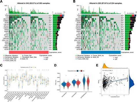 Frontiers Molecular Subtypes Based On Cuproptosis Related Genes And