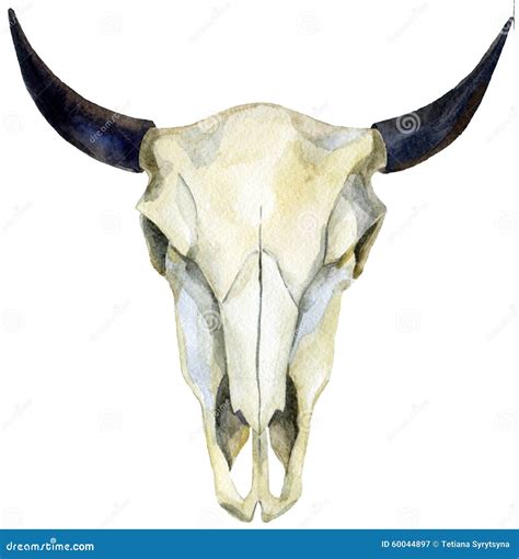 Watercolor Cow Skull Stock Illustration Illustration Of Animal 60044897