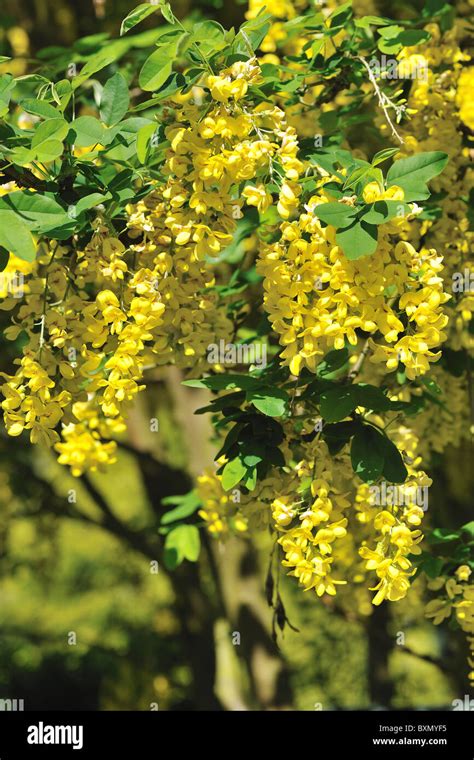 Golden Chain Tree Golden Rain Tree Laburnum Anagyroides Cytisus