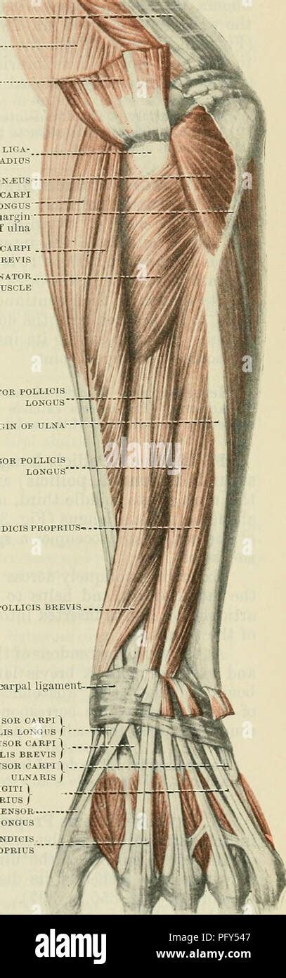 Extensor Carpi Radialis Brevis Muscle Hi Res Stock Photography And