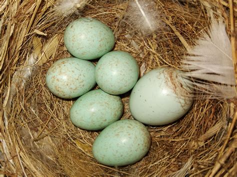 Cuckoo Egg With Blue Daurian R Image Eurekalert Science News Releases