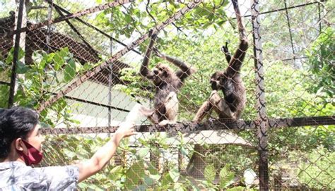 Menengok Kondisi Taman Satwa Banjarmasin Di Tengah Pandemi Covid