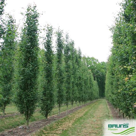 Populus Tremula Erecta S Ulen Zitterpappel S Ulen Espe Von Bruns