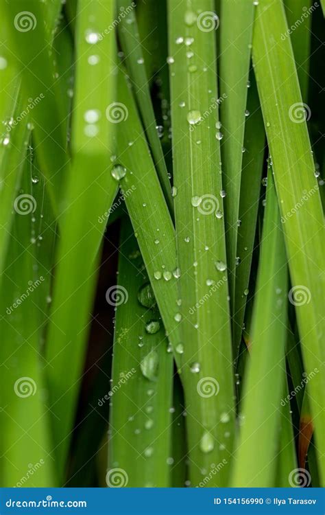 Hierba Con Las Gotas De Agua Hojas De Una Planta Con Las Gotas De Agua