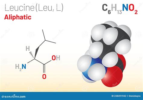 Leucine Leu L Amino Acid Molecule Chemical Formula C H No Stock