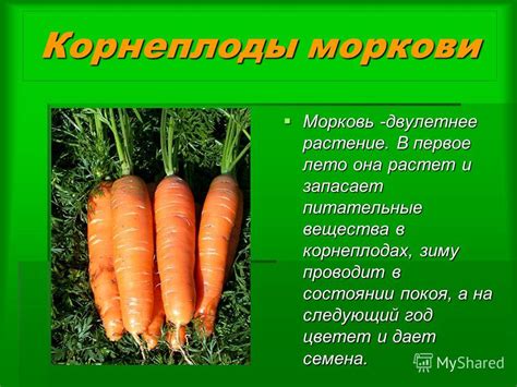 Презентация на тему: "Видоизменения корней. Корни появляются в самых ...