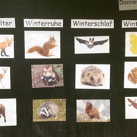 Winterschlaf Tiere Im Winter Grundschule Ausmalbilder Ethel Flannery