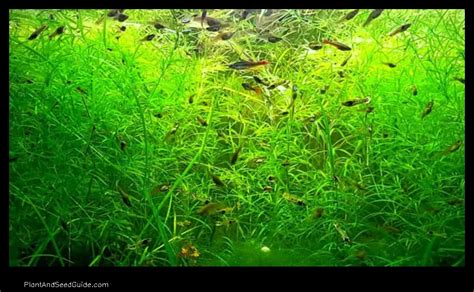 A Step By Step Guide To Planting Guppy Grass Plant And Seed Guide