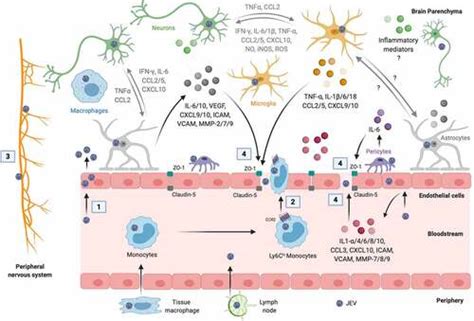 Full Article Pathogenicity And Virulence Of Japanese Encephalitis