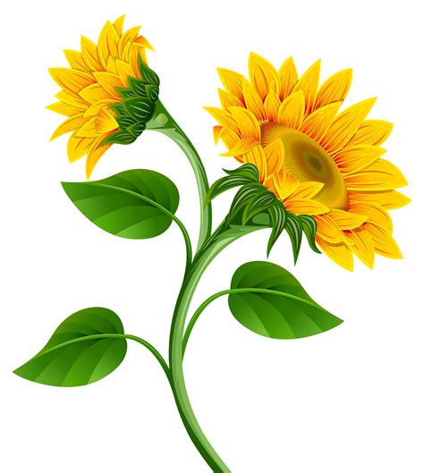 Common sunflower Clip art - Fall Sunflower Cliparts png download - 4563 ...