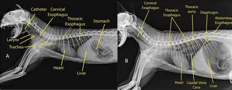 Trachea And Esophagus In Cats