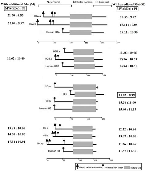 Histone Protein Domains And Start Codon Predictions For A Pacificum