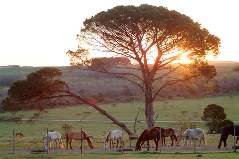 Estancias In Uruguay Real Estate In Uruguay