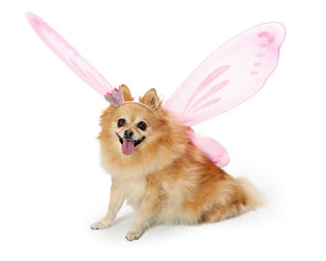 650+ Pomeranian Costumes Stock Photos, Pictures & Royalty-Free Images - iStock