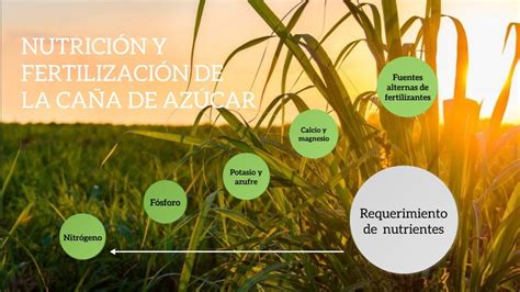 Nutrici N Y Fertilizaci N De La Ca A De Az Car Youtube