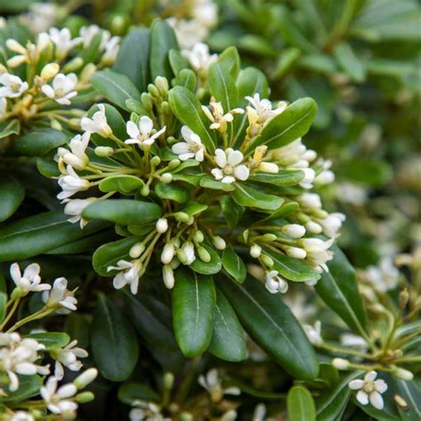 Pittosporum Tenuifolium Cratus Provender Nurseries Wholesale Nursery In Swanley Kent