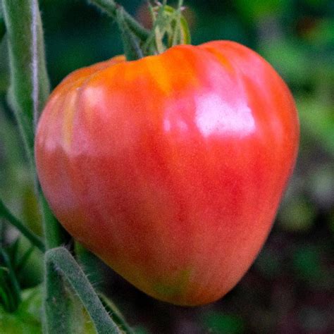 Bulk Oxheart Heirloom Tomato Seeds Everwilde Farms