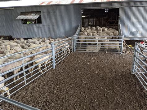 Sheep Yards Australian Stockyard Co