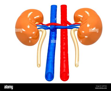 3 D Illustration Of Human Kidneys Anatomy Human Organs Stock Photo Alamy