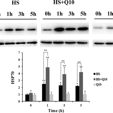 Expression Of Hsp During Heat Stress Expression Of Hsp In Both The