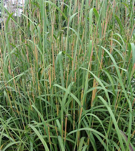 Andropogon Gerardii Perennial Market