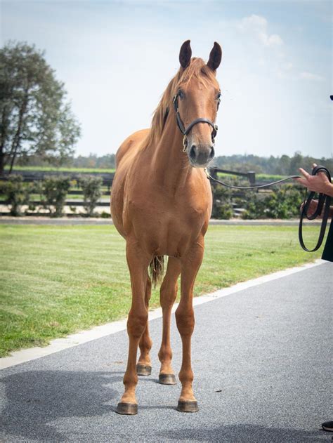 2023 December Online Sale Inglis Digital Online Auctions