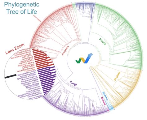 W.A.S. World Archives of Sciences: WAS Museum of Natural History: Phylogenetic Tree of Life, HD ...