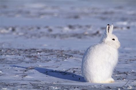 13 Incredible Arctic Animals