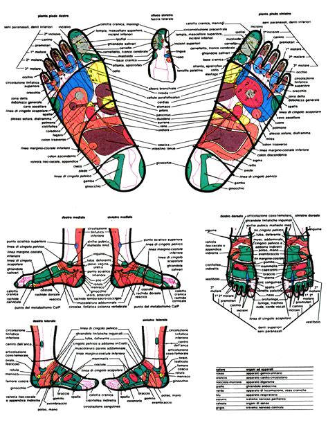 Riflessologia Plantare Atelier Dell Estetica Sanremoatelier Dell