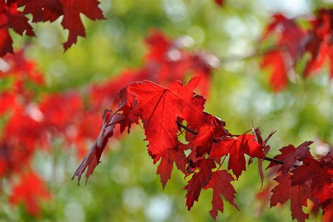 Bomen Met Rode Herfstkleuren