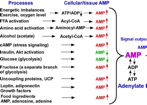 Amping Up And Down Integration Cellular Amp Signals By Adenylate Kinase Download Scientific