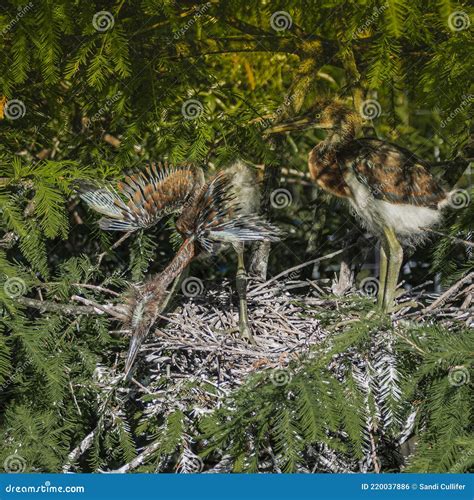 Sunlight on the Feathers of Two Tricolored Heron Fledglings Stock Photo
