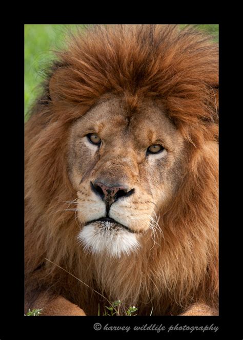 Barbary Lion Portrait II: Barbary Lion: African Wildlife: Harvey Wildlife Photography