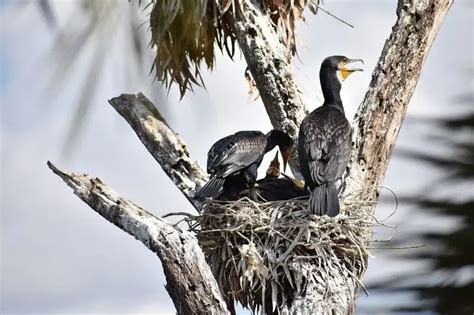 Great Cormorant Facts Diet Habitat And Pictures On Animaliabio