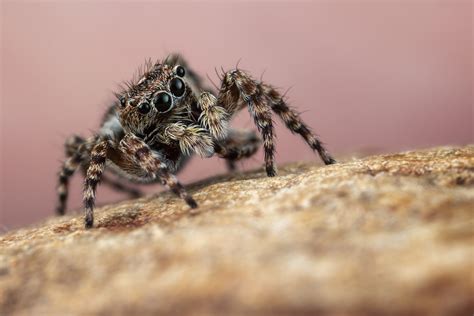 Des Chercheurs Font Une D Couverte Intrigante Chez Les Araign Es Sauteuses