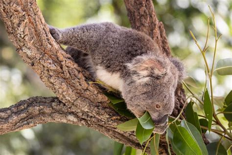 Koala Que Introduce Imagen De Archivo Imagen De Marsupial 13819561