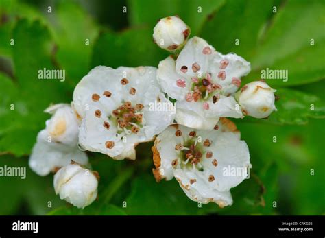 Hawthorn Hedgerow Spring Blossom Hi Res Stock Photography And Images