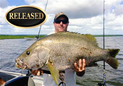 World Record Black Snapper Total Fishing