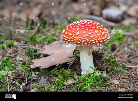 Warty Cap Mushroom Hi Res Stock Photography And Images Alamy