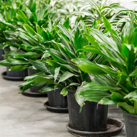 Natural Plants Dracaena Green Jewel Alphaplantes