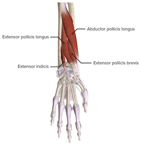 Mano Anatom A Concise Medical Knowledge