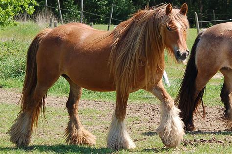 Irish Cob Une Race Très Caractéristique Tout En Poils Et En Rondeurs