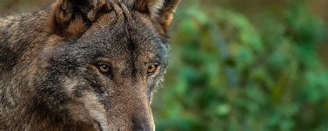 Sul Lupo in Italia metodi e credenze raramente verità WILDERNESS