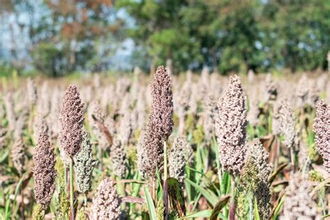 Field of sorghum stock image. Image of grow, farm, calm - 148594097