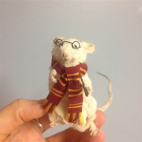 Taxidermy Harry Potter Mouse Anthropomorphic Taxidermy
