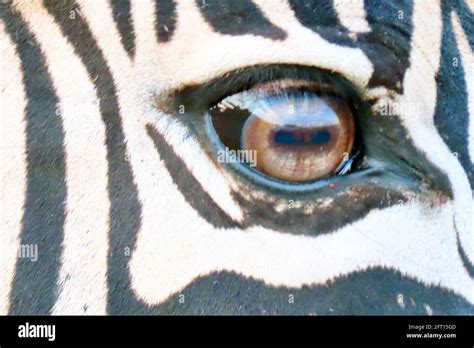 Blue Eyed Zebra