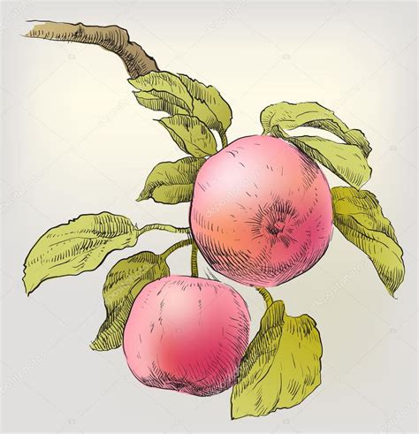 Apple Tree Branch Drawing at GetDrawings | Free download