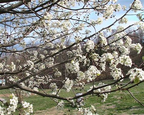 Kostenlose Bild Callery Birne Pyrus calleryana Baum Blüten