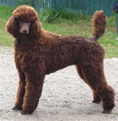 Our Large Standard Poodles Royal