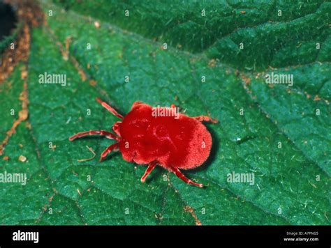 Acarien Du Trombidium Rouge Banque De Photographies Et Dimages Haute